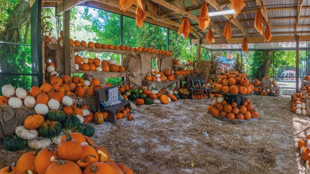 pintos farm pumpkin patch 