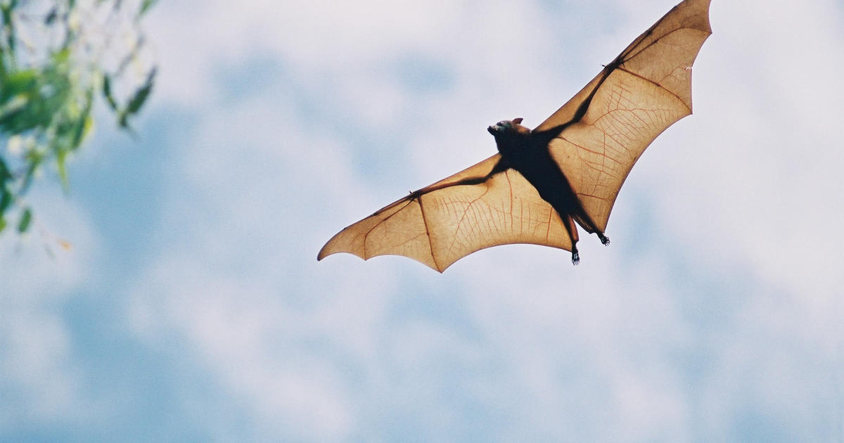 27 rabid bats have been found in Illinois so far this year, officials say