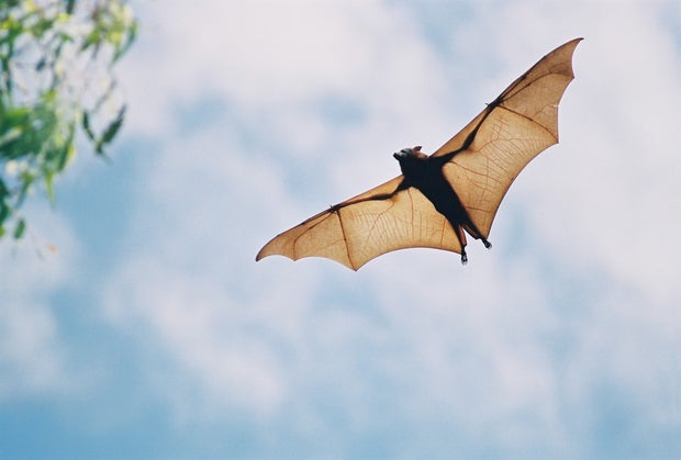 fruit bat in flight 