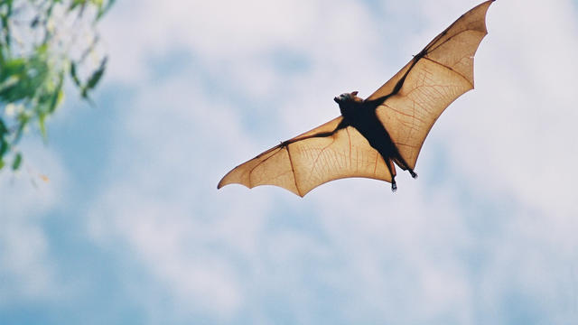 bat-flying.jpg 
