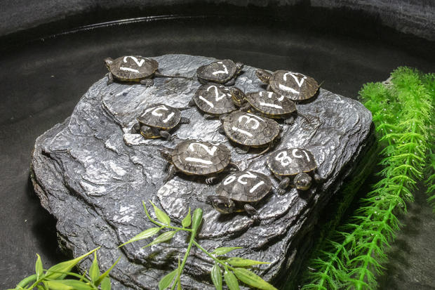 Blanding's turtle hatchlings at Shedd Aquarium 