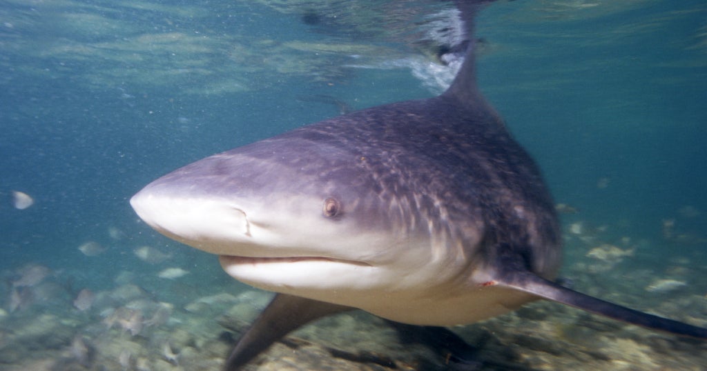 Shark attacks 9-year-old girl snorkeling off Florida beach Shark attacks 9-year-old girl snorkeling off Florida beach
