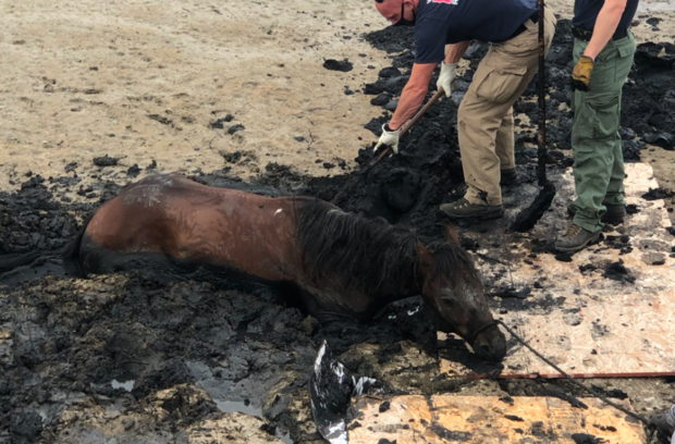 Bear Creek Horse Rescue 6 (South Metro Fire tweet) 