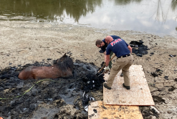Bear Creek Horse Rescue 7 (South Metro Fire tweet) 