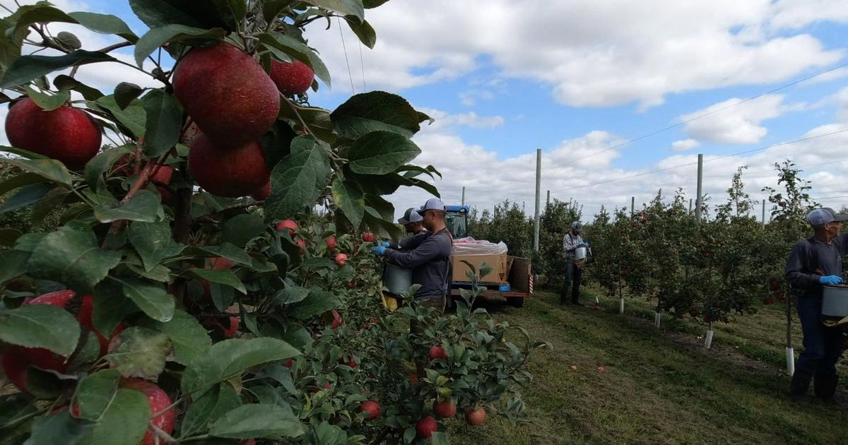 Cosmic Crisp apple bursting into orchards