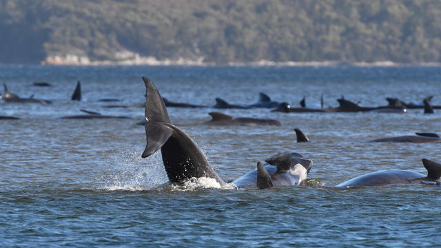 Whales are seen stranded on a sandbar near Strahan 