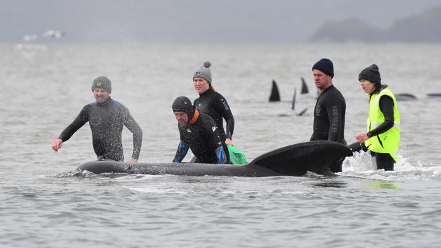 Whale rescue efforts take place at Macquarie Harbour in Tasmania 