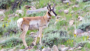 ProngHorn-1.jpg 