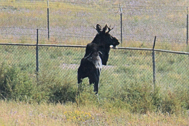 moose moved 1 