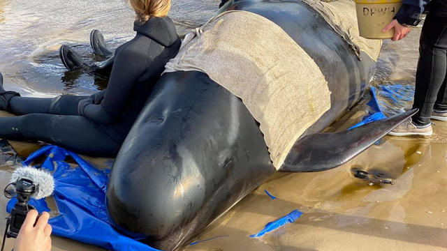 Whale rescue efforts take place at Macquarie Harbour in Tasmania 