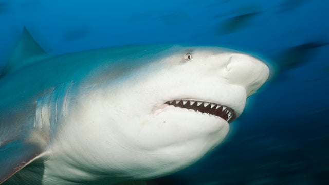 Bull Shark, Carcharhinus leucas, Beqa Lagoon, Viti Levu, Fiji 