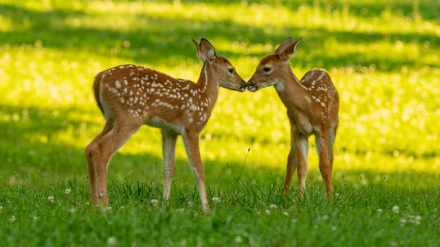 deer_web_shutterstock_1121375015.jpg 