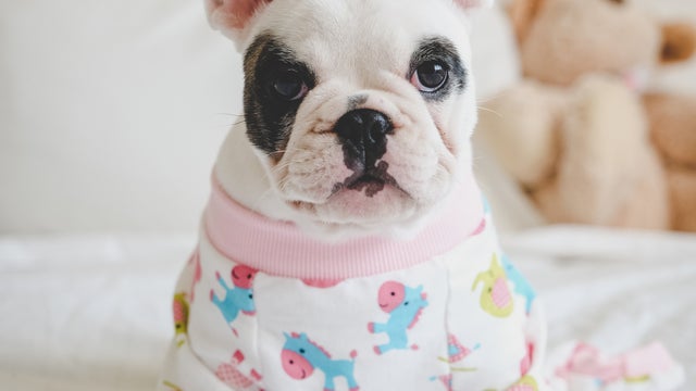 dog-in-pjs.jpg 