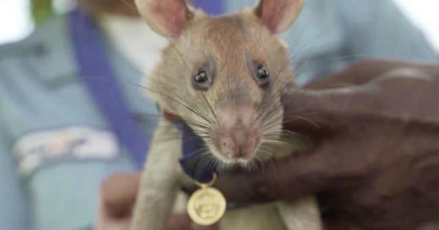Rat that detected dozens of landmines gets award for animal bravery ...