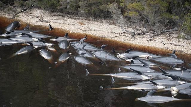 25-sep-2020-credit-dpipwe-photo-by-matt-newton-strahan-whale-stranding03.jpg 