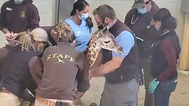 baby giraffe gets help 