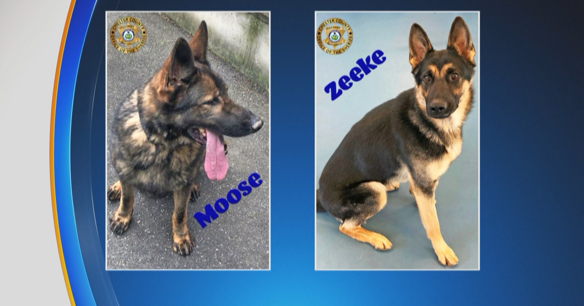 Chester County Sheriff's Office Introduces 2 New K-9 Officers In ...