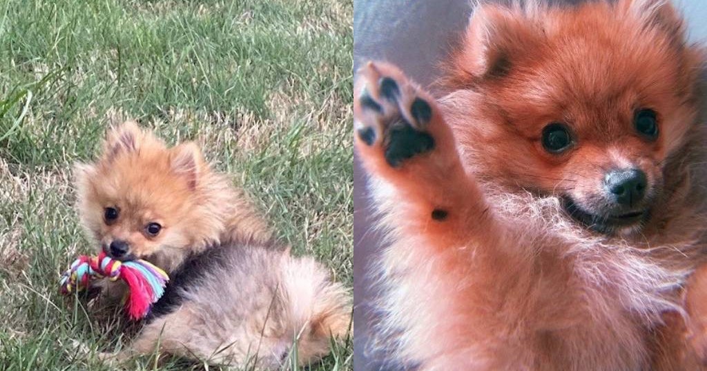 Pittsburgh Family Devastated After 5-Month-Old Puppy Mauled To Death At ...
