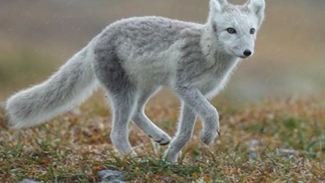 arctic-fox-504510.jpg 