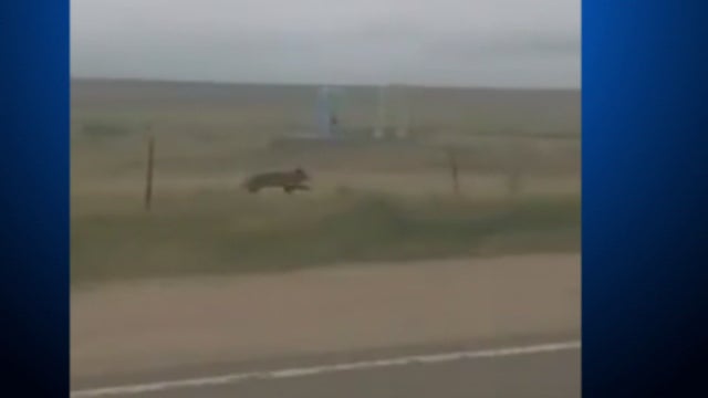 bear-running.jpg 