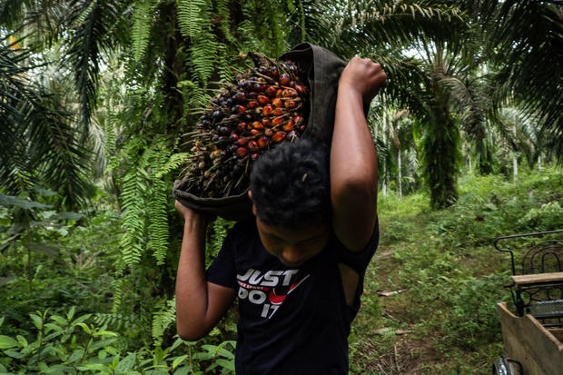 Indonesia: Harvesting Palm Oil in Aceh Province 