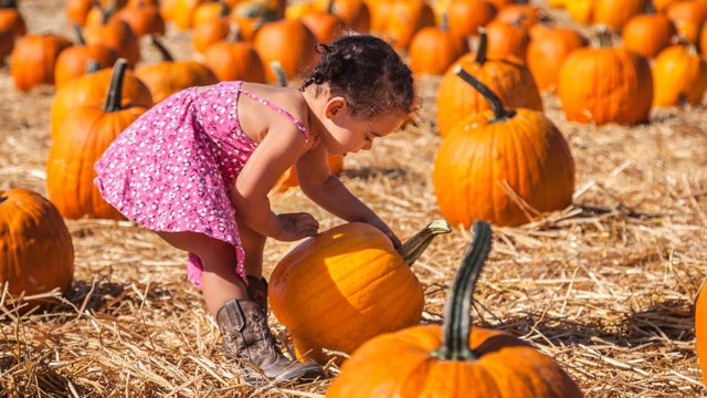 girl-pumpkin-underwood-family-farms.jpg 