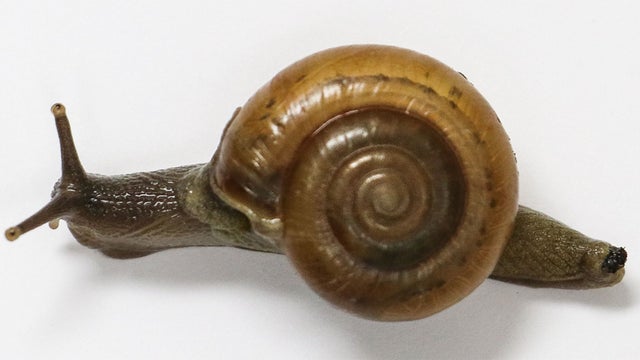 snail.jpg 