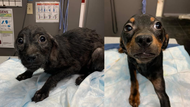 pittsburgh-abandoned-puppies.png 