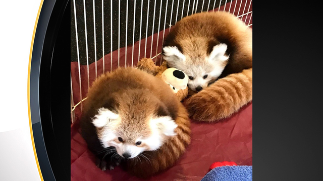erie-zoo-red-panda-cubs.png 