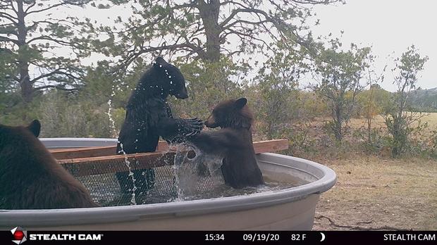 bears-cubs-splashing-each-other-1.jpg 