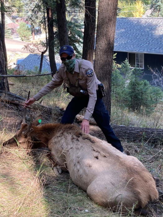 Elk Hoof Can 1 (CPW NE Region tweet) 