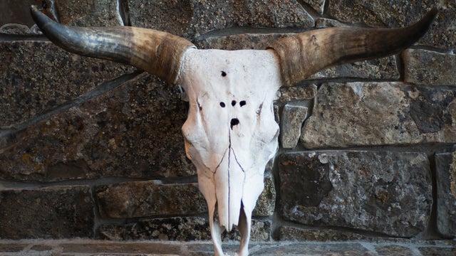 cattle-skull.jpg 