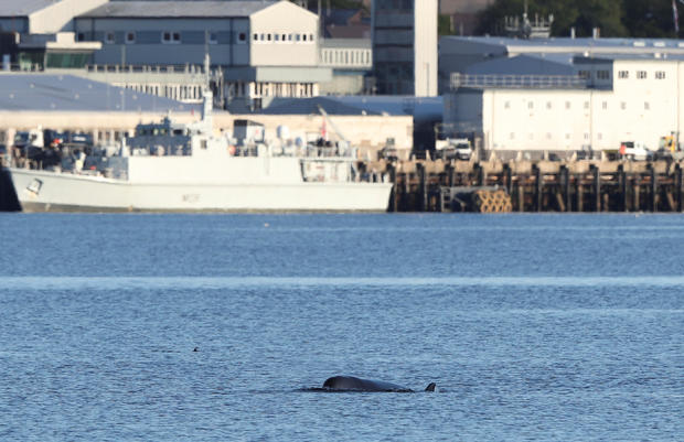A whale is seen near a naval ship near the Faslane nuclear submarine base in Gare Loch as rescuers are racing to herd a group of whales out of a Scottish loch ahead of major military exercises in Scotland 