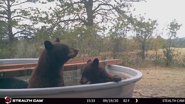 bears-enjoying-a-soak-1.jpg 