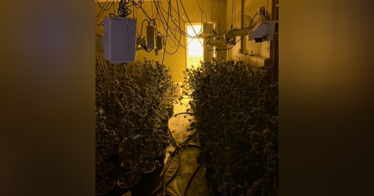 More Than 450 Plants Seized From Illegal Marijuana Grow Operation Found