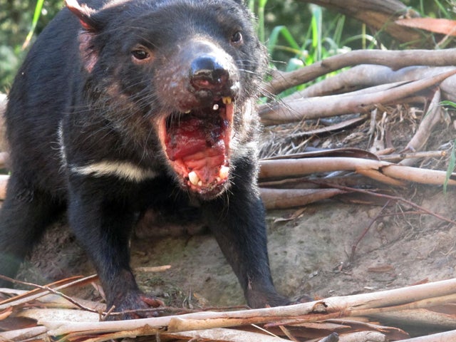 Australia Devils Last Stand