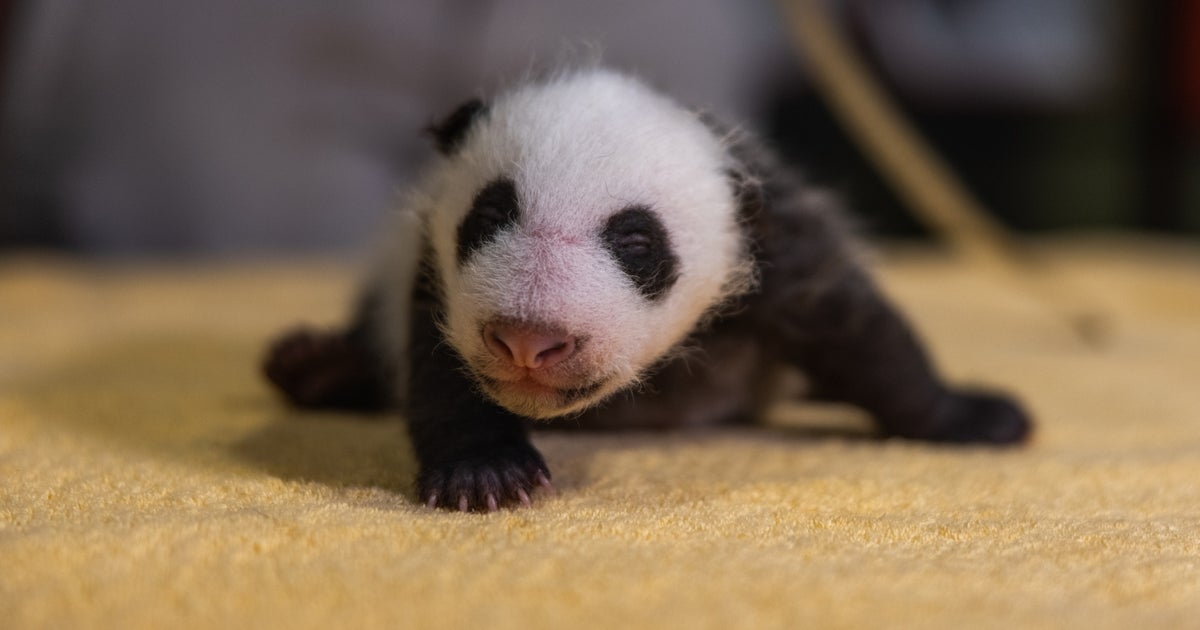 National Zoo Reveals Baby Panda's Gender - CBS Baltimore
