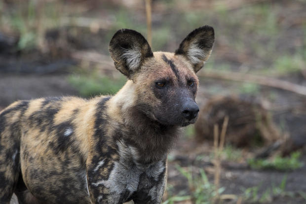 An African wild dog (Lycaon pictus), an endangered species, 