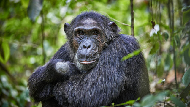 Enchanting: Daily Life Of Chimps In Uganda's Kibale National Park 