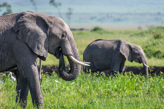 An African bush elephant (Loxodonta africana), aka African savanna elephant eats in Maasai Mara National Reserve , Kenya 