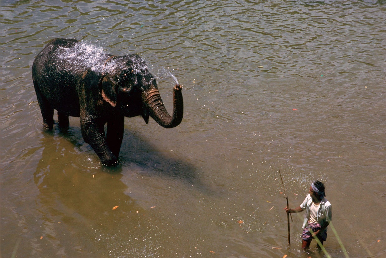 The most endangered species on Earth
