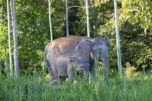 Eléphant de Bornéo ou éléphant pygmée de Bornéo 