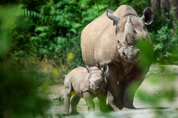 Rhino baby at Magdeburg Zoo 