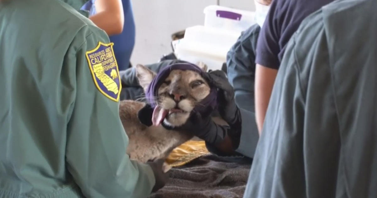 Wildlife Disaster Network Treats Animals Burned In Wildfires - CBS ...