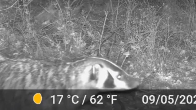mt_diablo_badger_100820.jpg 