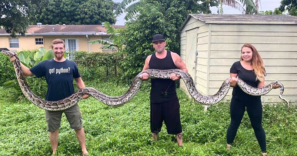 Unraveling The Mystique Of The 198 Lb Burmese Python