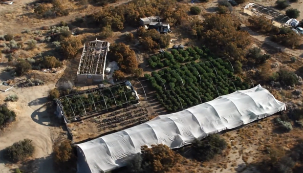 illegal marijuana grow farm 