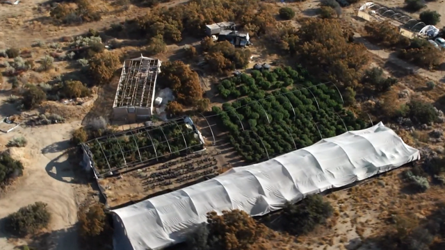 illegal-marijuana-grow-farm.png 