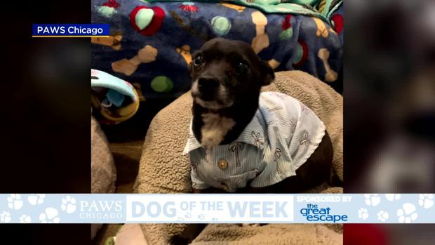 PAWS Dog Of The Week: Murphy 