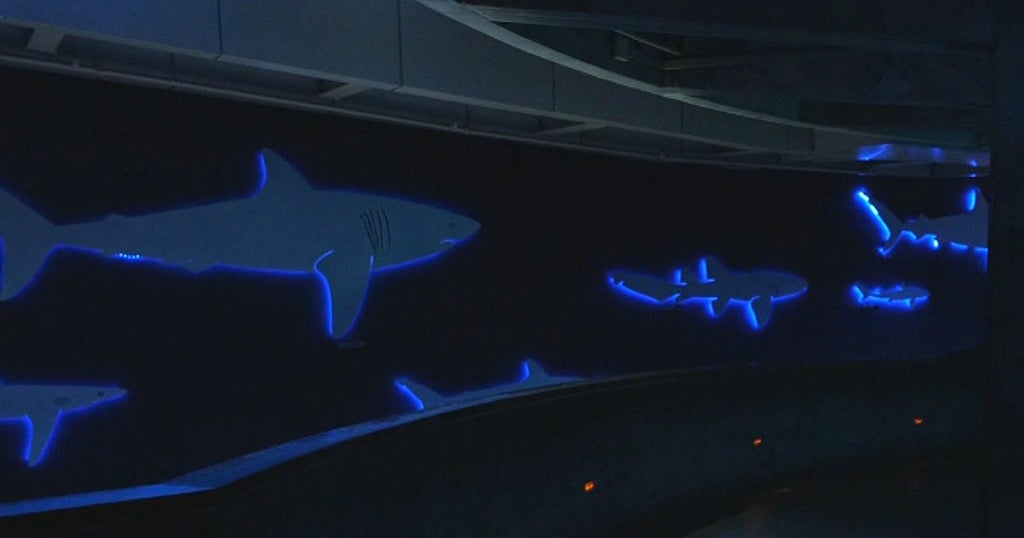 To Do List Aquarium After Dark, Haunted Walk, Comedy At Home CBS Boston